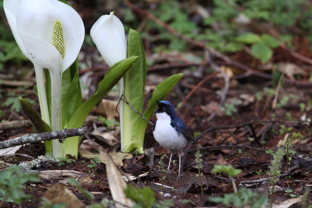 今年も来ちゃったよ戸隠　何度来ても、鳥の多さに驚かされるのです